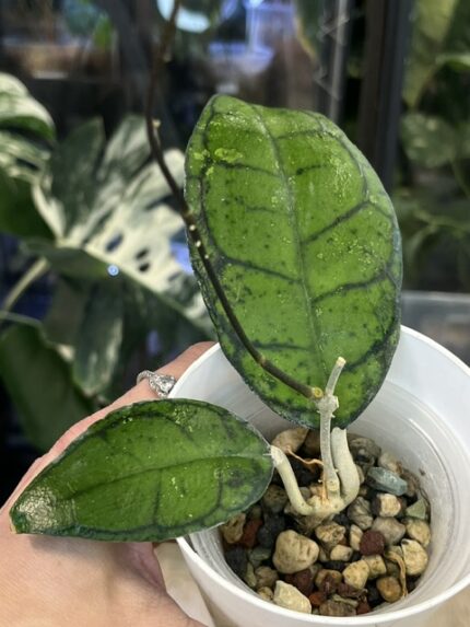 Hoya callystophylla Vena