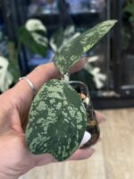 Hoya deykeae 'Morning Dew'