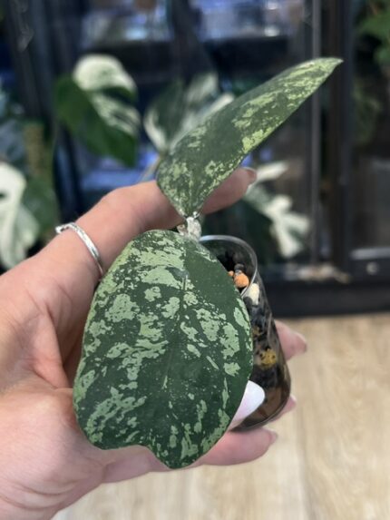 Hoya deykeae 'Morning Dew'