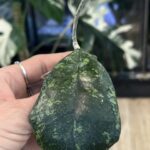 Hoya deykeae 'Morning Dew'