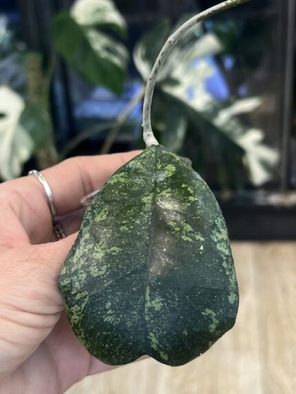 Hoya deykeae 'Morning Dew'