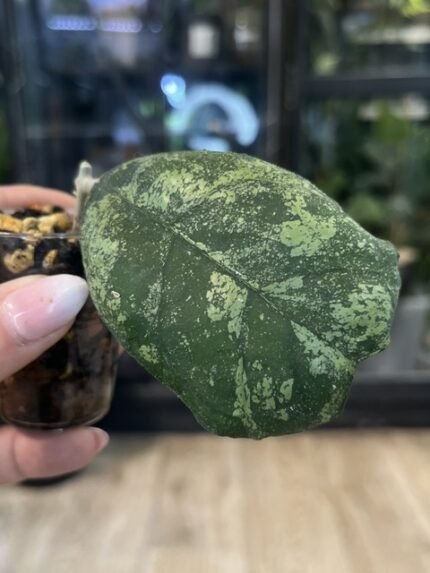 Hoya deykeae 'Morning Dew'