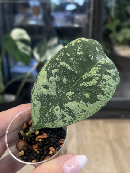 Hoya deykeae 'Morning Dew'