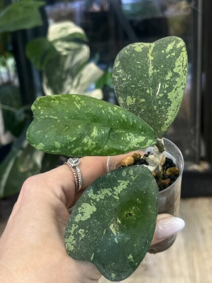 Hoya deykeae 'Morning Dew'
