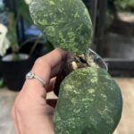Hoya deykeae 'Morning Dew'