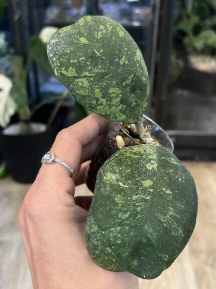 Hoya deykeae 'Morning Dew'