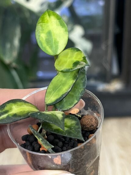 Hoya lacunosa 'Asami Reverse', rzadka roślina kolekcjonerska o drobnych, łódeczkowatych liściach z szerokim kremowo-białym wnętrzem i ciemnozielonym marginesem, obficie kwitnące pnącze tropikalne, Variegarden.