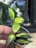 Hoya lacunosa 'Asami Reverse' #1 - obrazek 2