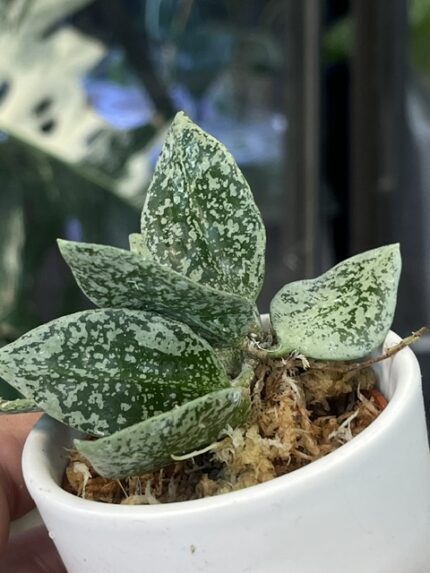 Hoya lacunosa 'Gayung', rzadka roślina kolekcjonerska o drobnych, sztywnych, łódeczkowatych liściach z delikatnym srebrzystym splashem, obficie kwitnące pnącze tropikalne, Variegarden.