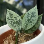 Hoya lacunosa 'Gayung', rzadka roślina kolekcjonerska o drobnych, sztywnych, łódeczkowatych liściach z delikatnym srebrzystym splashem, obficie kwitnące pnącze tropikalne, Variegarden.