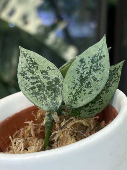 Hoya lacunosa 'Gayung', rzadka roślina kolekcjonerska o drobnych, sztywnych, łódeczkowatych liściach z delikatnym srebrzystym splashem, obficie kwitnące pnącze tropikalne, Variegarden.