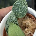 Hoya lacunosa 'Gayung', rzadka roślina kolekcjonerska o drobnych, sztywnych, łódeczkowatych liściach z delikatnym srebrzystym splashem, obficie kwitnące pnącze tropikalne, Variegarden.