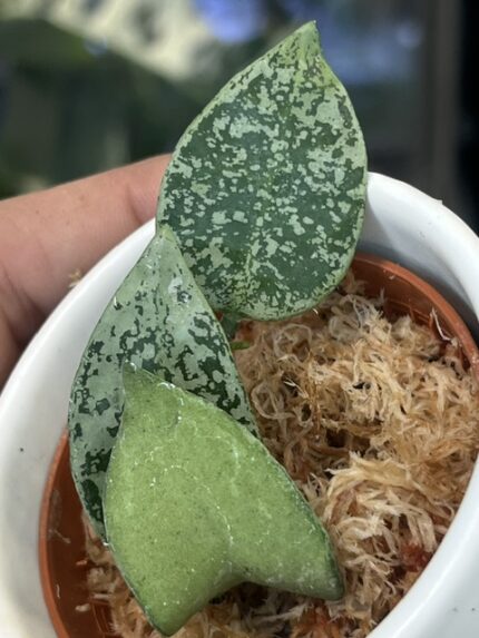 Hoya lacunosa 'Gayung', rzadka roślina kolekcjonerska o drobnych, sztywnych, łódeczkowatych liściach z delikatnym srebrzystym splashem, obficie kwitnące pnącze tropikalne, Variegarden.