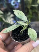 Hoya lacunosa 'Sulcata' #1 - obrazek 2