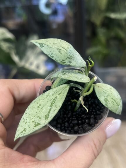 Hoya lacunosa 'Sulcata', rzadka roślina kolekcjonerska o drobnych, sztywnych liściach z charakterystyczną, głęboko bruzdowaną i pikowaną strukturą, obficie kwitnące pnącze tropikalne, Variegarden.