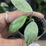Hoya lacunosa 'Sulcata', rzadka roślina kolekcjonerska o drobnych, sztywnych liściach z charakterystyczną, głęboko bruzdowaną i pikowaną strukturą, obficie kwitnące pnącze tropikalne, Variegarden.