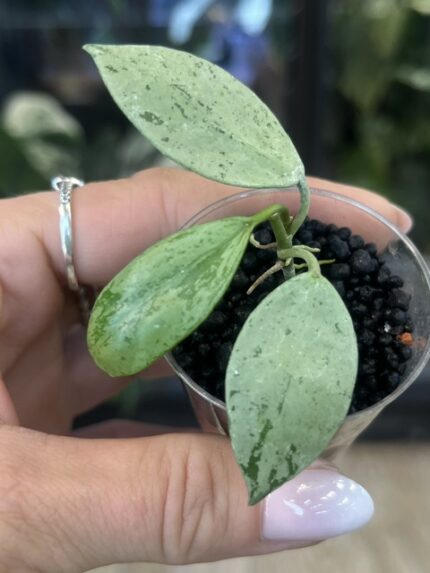 Hoya lacunosa 'Sulcata', rzadka roślina kolekcjonerska o drobnych, sztywnych liściach z charakterystyczną, głęboko bruzdowaną i pikowaną strukturą, obficie kwitnące pnącze tropikalne, Variegarden.
