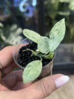 Hoya lacunosa 'Sulcata' #1 - obrazek 3