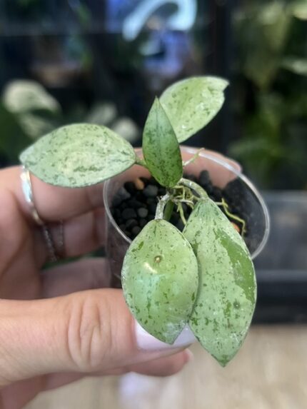 Hoya lacunosa 'Sulcata' – zachwyć się unikatowymi, rzeźbiarsko bruzdowanymi liśćmi i intensywnie pachnącym kwitnieniem. Poznaj zasady uprawy w Variegarden.