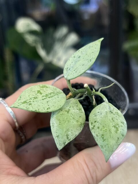 Hoya lacunosa 'Sulcata' (3) Hoya lacunosa 'Sulcata' – zachwyć się unikatowymi, rzeźbiarsko bruzdowanymi liśćmi i intensywnie pachnącym kwitnieniem. Poznaj zasady uprawy w Variegarden.