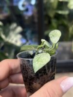 Hoya lacunosa 'Sulcata' #1 - obrazek 4