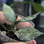 Hoya lacunosa Violet