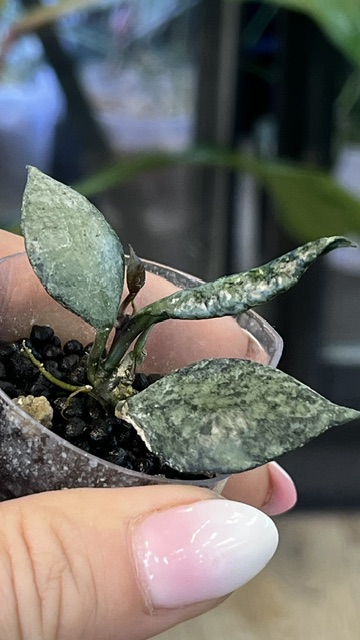 Hoya lacunosa Violet