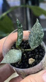 Hoya lacunosa 'Violet' #1 - obrazek 4