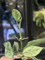 Hoya lacunosa Leopard Skin #1 - obrazek 2