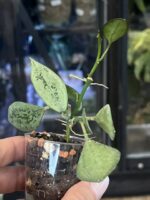 Hoya lacunosa Leopard Skin #1 - obrazek 3