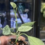 Hoya lacunosa leopard skin