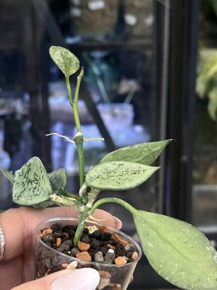 Hoya lacunosa leopard skin