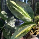 Hoya latifolia 'Inner Variegata' (Queensy)