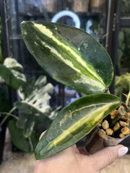 Hoya latifolia 'Inner Variegata' (Queensy)
