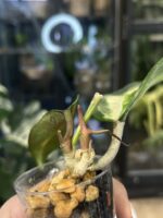 Hoya latifolia 'Inner Variegata' (Queensy) #1 - obrazek 3