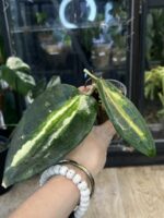 Hoya latifolia 'Inner Variegata' (Queensy) #1 - obrazek 4