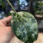 Hoya latifolia 'MRH', rzadka roślina kolekcjonerska o monumentalnych, grubych liściach z głębokim trójwymiarowym unerwienie i srebrzystym splashem, ekskluzywne pnącze tropikalne, VarieGarden