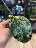 Hoya latifolia 'MRH', rzadka roślina kolekcjonerska o monumentalnych, grubych liściach z głębokim trójwymiarowym unerwienie i srebrzystym splashem, ekskluzywne pnącze tropikalne, VarieGarden