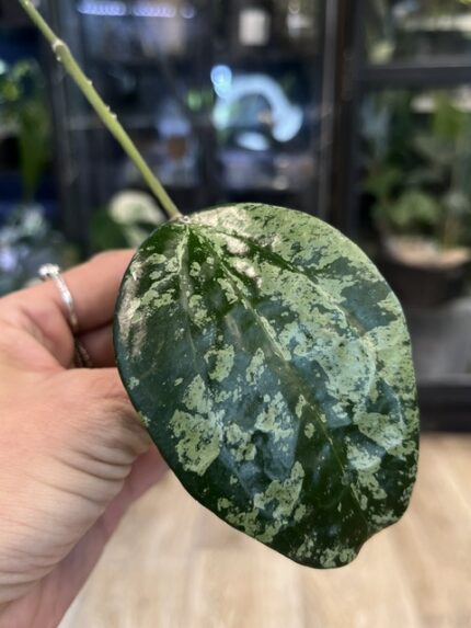 Hoya latifolia 'MRH', rzadka roślina kolekcjonerska o monumentalnych, grubych liściach z głębokim trójwymiarowym unerwienie i srebrzystym splashem, ekskluzywne pnącze tropikalne, VarieGarden