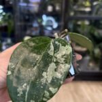 Hoya latifolia 'MRH', rzadka roślina kolekcjonerska o monumentalnych, grubych liściach z głębokim trójwymiarowym unerwienie i srebrzystym splashem, ekskluzywne pnącze tropikalne, VarieGarden
