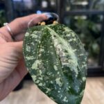 Hoya latifolia 'MRH', rzadka roślina kolekcjonerska o monumentalnych, grubych liściach z głębokim trójwymiarowym unerwienie i srebrzystym splashem, ekskluzywne pnącze tropikalne, VarieGarden
