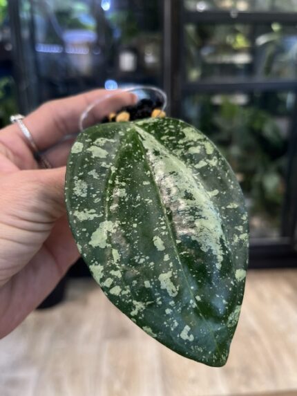 Hoya latifolia 'MRH', rzadka roślina kolekcjonerska o monumentalnych, grubych liściach z głębokim trójwymiarowym unerwienie i srebrzystym splashem, ekskluzywne pnącze tropikalne, VarieGarden