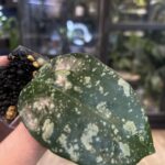 Hoya latifolia 'MRH', rzadka roślina kolekcjonerska o monumentalnych, grubych liściach z głębokim trójwymiarowym unerwienie i srebrzystym splashem, ekskluzywne pnącze tropikalne, VarieGarden