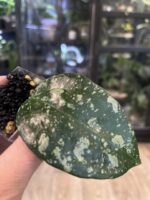 Hoya latifolia 'MRH', rzadka roślina kolekcjonerska o monumentalnych, grubych liściach z głębokim trójwymiarowym unerwienie i srebrzystym splashem, ekskluzywne pnącze tropikalne, VarieGarden