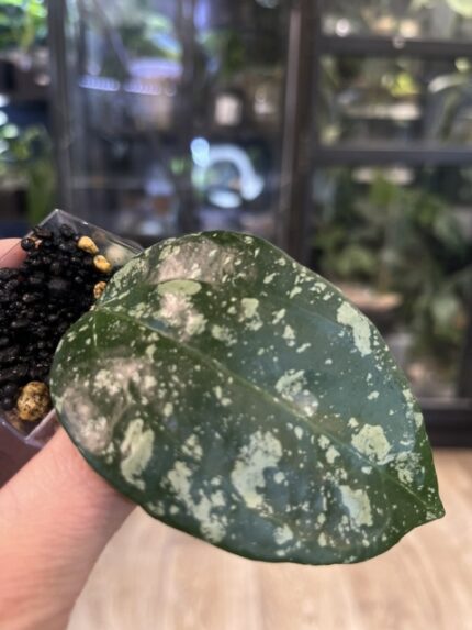 Hoya latifolia 'MRH', rzadka roślina kolekcjonerska o monumentalnych, grubych liściach z głębokim trójwymiarowym unerwienie i srebrzystym splashem, ekskluzywne pnącze tropikalne, VarieGarden