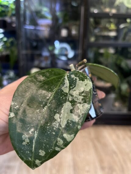Hoya latifolia 'MRH', rzadka roślina kolekcjonerska o monumentalnych, grubych liściach z głębokim trójwymiarowym unerwienie i srebrzystym splashem, ekskluzywne pnącze tropikalne, VarieGarden