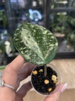 Hoya latifolia MRH #4 - obrazek 3