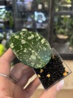 Hoya latifolia MRH #5 - obrazek 3