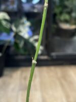 Hoya latifolia MRH #3 - obrazek 4