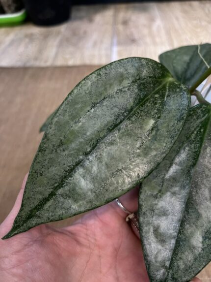 Hoya latifolia 'Rimba Perak' (Silver), niezwykle rzadka roślina kolekcjonerska o szerokich, twardych, okrągławych liściach niemal w całości pokrytych lśniącym, metalicznym srebrnym splashem, Variegarden.